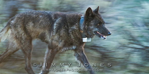Junction Butte Pack / 889f