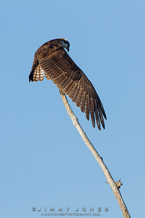 Osprey