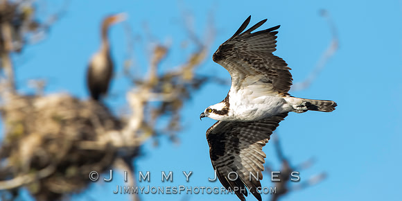 Osprey
