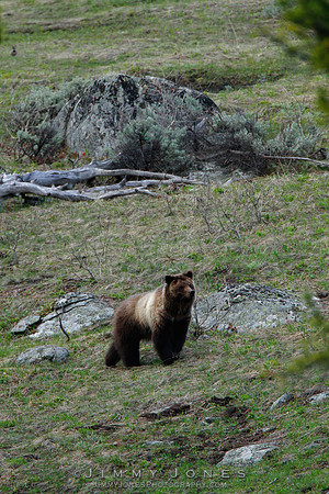 Grizzly Bear