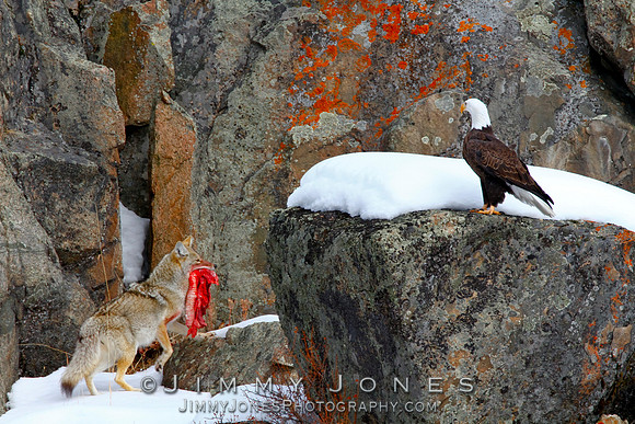 Coyote with meat with Eagle