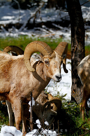 Northern Rockies Big Horn - CS/P0371