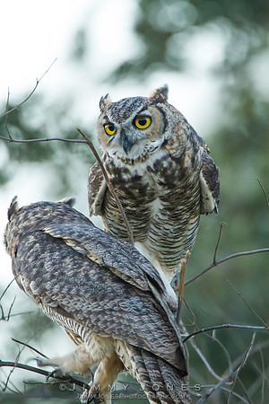 Great Horned Owls - CS/P0313