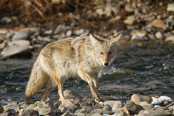 Coyote