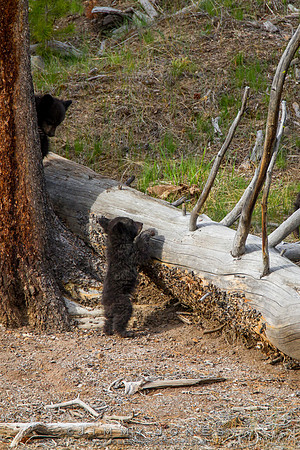 Black Bear Cubs