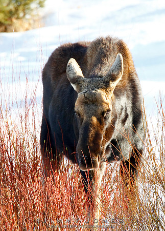 Moose