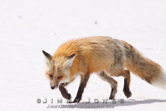 Red Fox