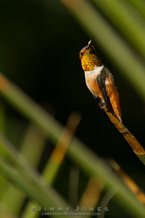 Rufous Hummingbird