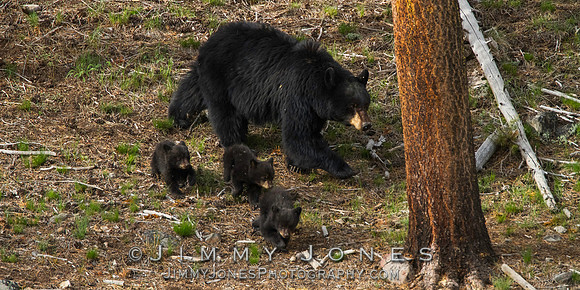 Black Bear Sow with Cubs