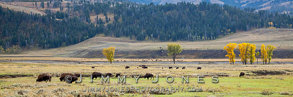 Lamar Valley Bison - BS/P0078