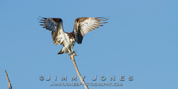 Osprey