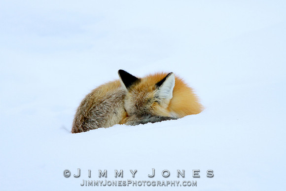 Red Fox