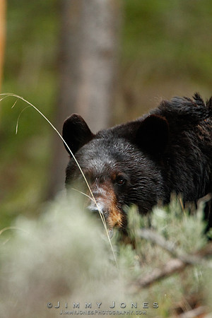 Black Bear