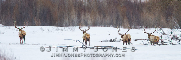 Bull Elk