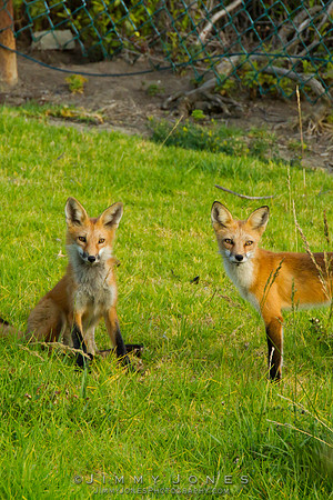 Red Fox