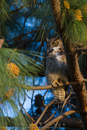 Great Horned Owl