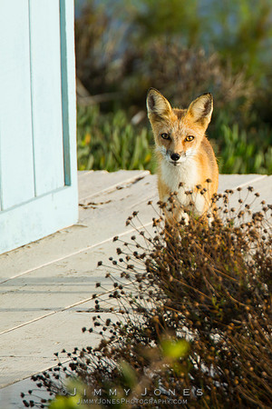 Red Fox
