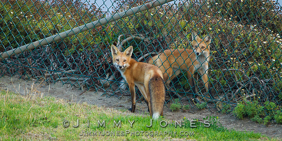 Red Fox