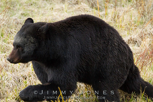 Black Bear
