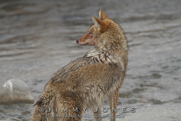 Coyote