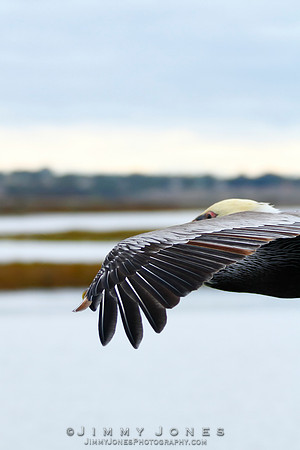 Brown Pelican
