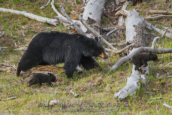 Black Bear Sow with Cubs