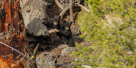 Black Bear Cubs