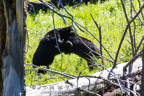 Black Bear Sows Fighting