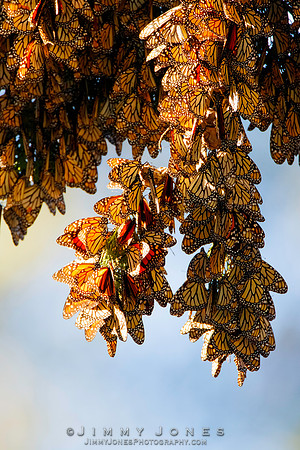 Monarch Cluster