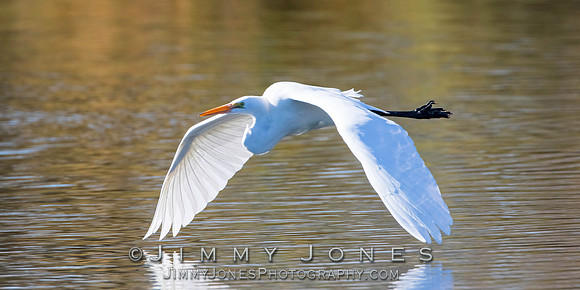 Great White Egret