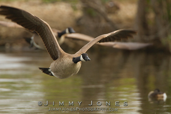 Canadian Geese