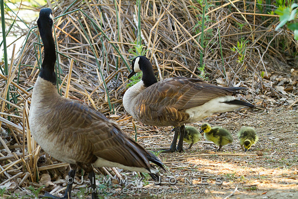 Canadian Geese w/Chicks
