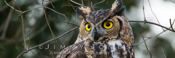 Great Horned Owl
