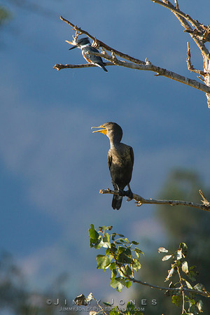 Double-Crested Cormorant w/ King Fisher