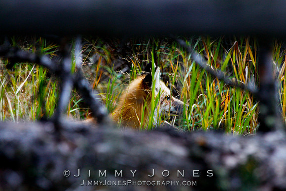 Red Fox
