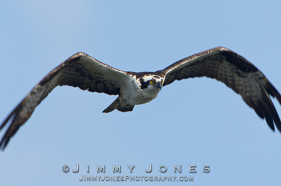 Osprey