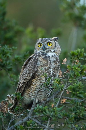 Great Horned Owl - CS/P0310