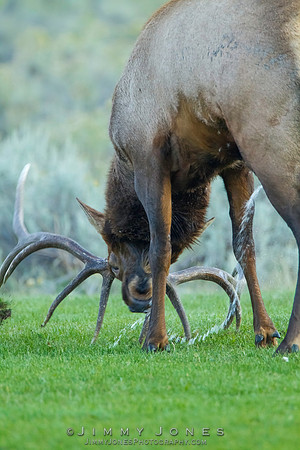 Bull Elk