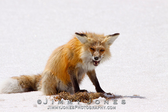 Red Fox