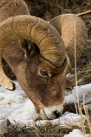 Northern Rockies Big Horn - CS/P0368