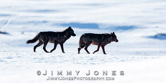 Prospect Peak Wolf ~ 970f