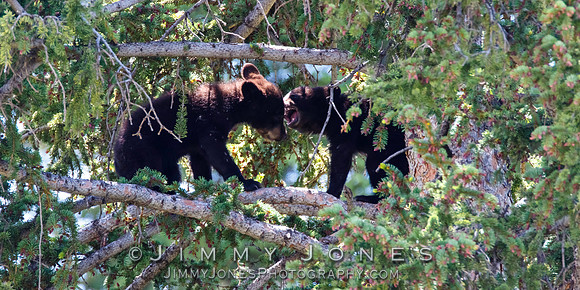 Black Bear Cubs