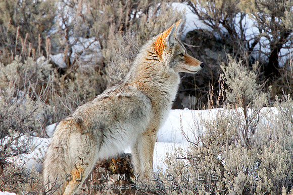 Coyote
