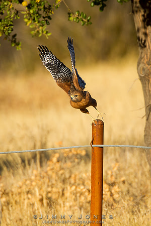 Red-shouldered Hawk