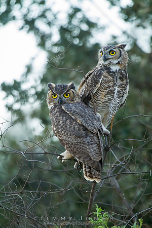 Great Horned Owls - CS/P0315