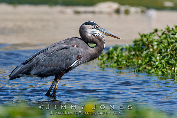 Great Blue Heron