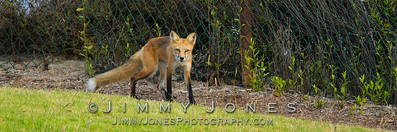 Red Fox
