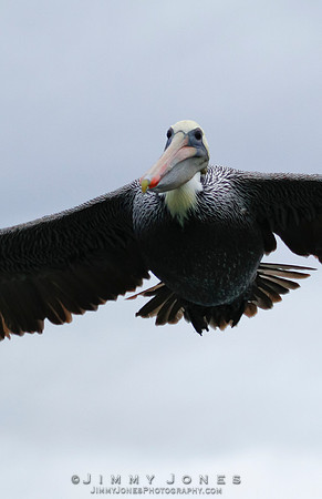 Brown Pelican