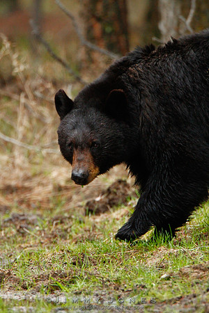 Black Bear