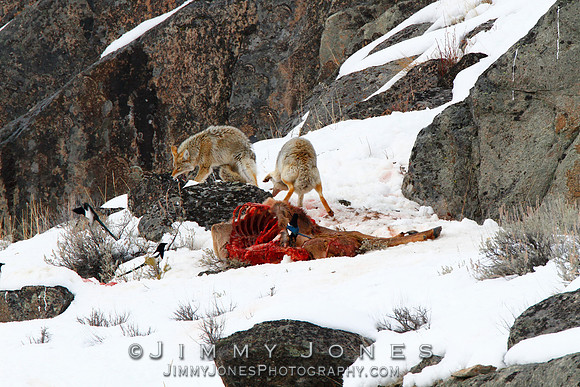 Coyotes at Elk Carcass